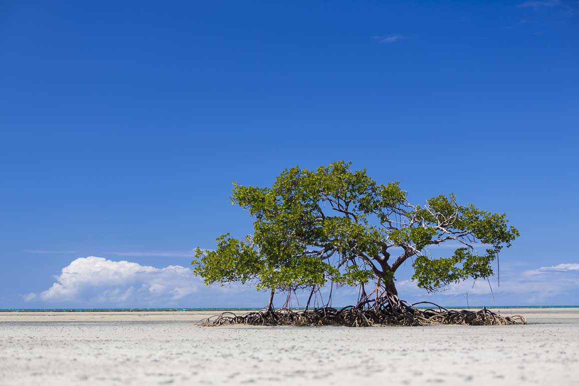 Mangrove tree high and dry