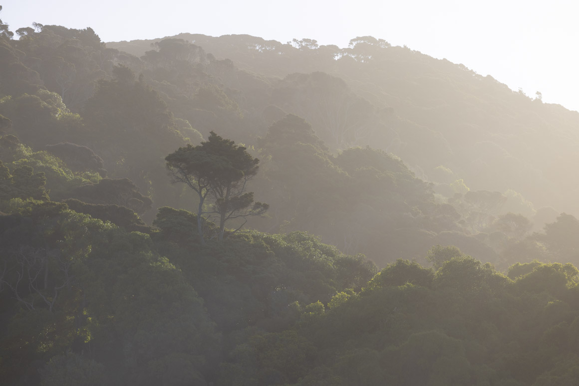 Saltspray in the bush