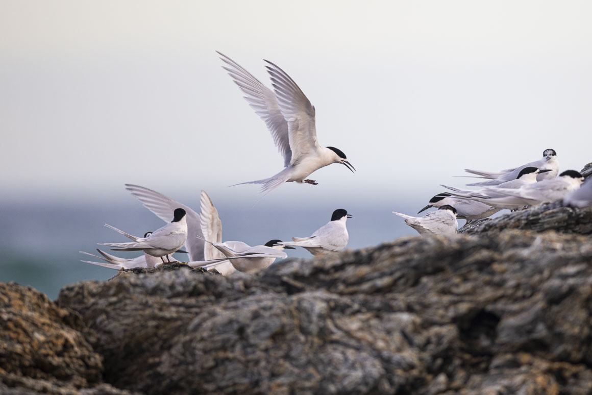 Tara, or white-fronted terns (Sterna striata) near Brighton 