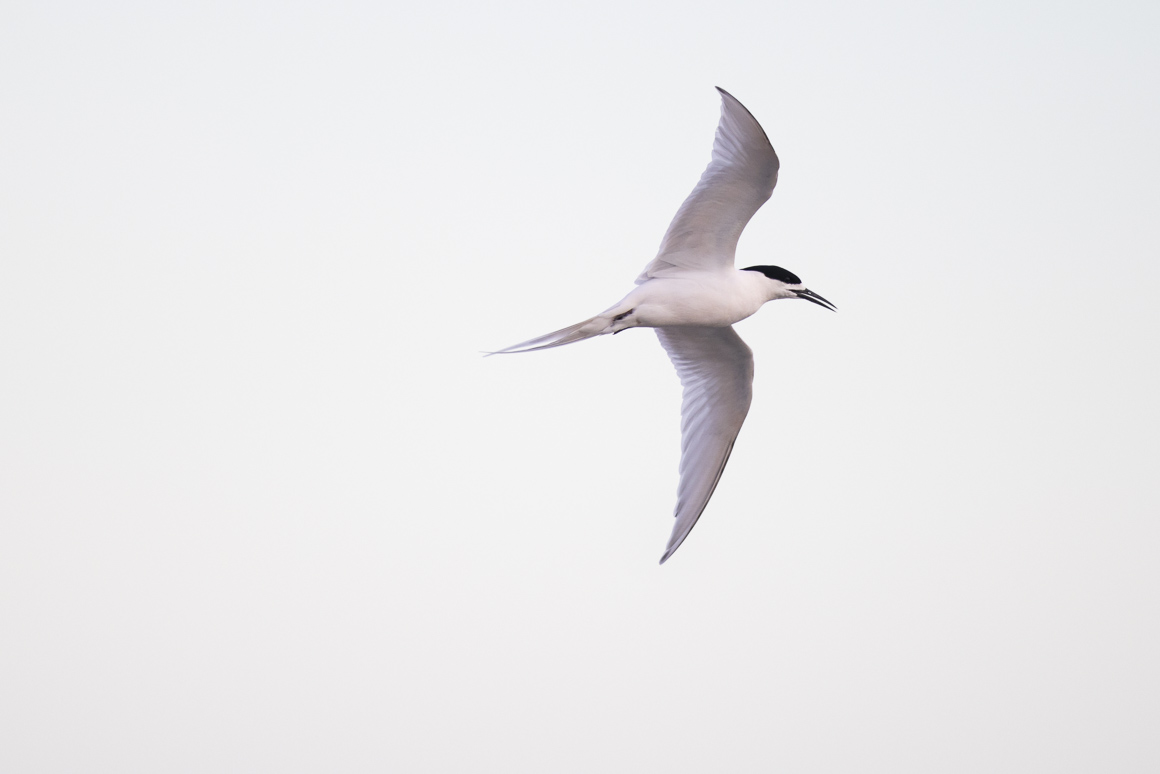 Sterna striata in flight