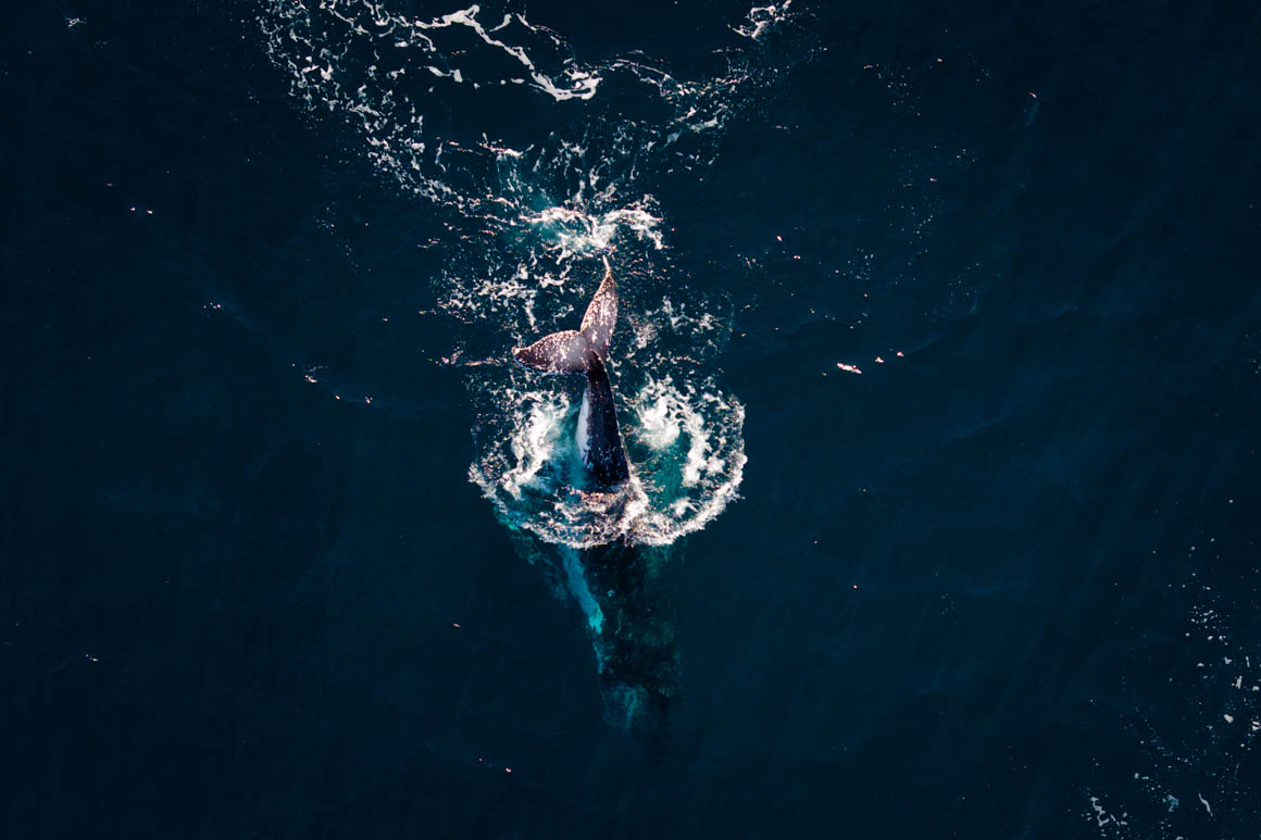 So many humpbacks on the Gold Coast