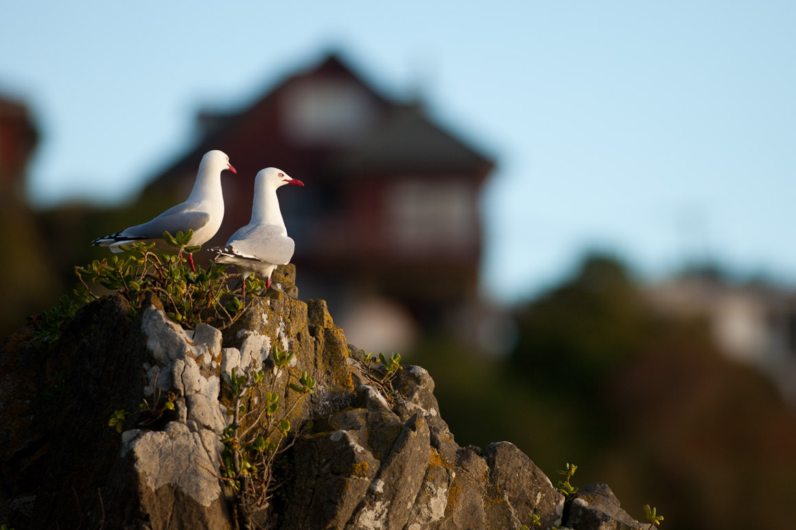 Gulls at Second Beach