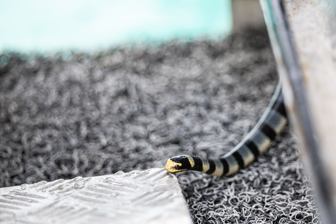 Sea snake keeping me company