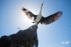A shag takes flight from a rock, Mount Maunganui, New Zealand. 