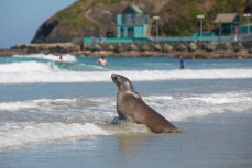 A sea lion rests after chasing a group of swimmers from the waves at St Clair Beach, Dunedin, New Zealand. 