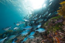 A school of blue maomao swim near a rocky pinnacle during a day diving at the Poor Knights Islands 23km off the Tutukaka Coastline, Northland, New Zealand.