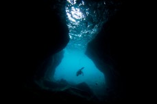 Demi Poynter swims through Sharkfin Cave during a day diving at the Poor Knights Islands 23km off the Tutukaka Coastline, Northland, New Zealand.