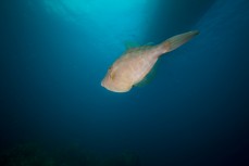 A female leatherjacket swims beneath the dive boat at the Poor Knights Islands 23km off the Tutukaka Coastline, Northland, New Zealand.