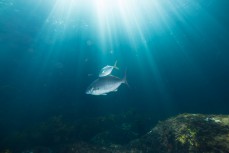 Large blue moki with travelly mimicking him beneath the sun's rays at the Poor Knights Islands 23km off the Tutukaka Coastline, Northland, New Zealand.