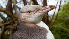 A yellow-eyed penguin takes a breather in shrubs near the shoreline on a remote beach on Otago Peninsula, Dunedin, New Zealand. 