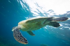 A green sea turtle dives on the Agincourt reefs of Great Barrier Reef, Tropical North Queensland, Queensland, Australia. 