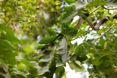 A python climbs in trees alongside the downhill course during the 2014 Cairns UCI MTB World Cup event held in Tropical North Queensland, Queensland, Australia. 