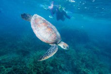 A green sea turtle dives to the coral as a father and daughter explore Agincourt Reef, Great Barrier Reef, Tropical North Queensland, Queensland, Australia. 