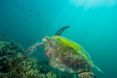 A green sea turtle swims across a coral reef fringing Fitzroy Island near Cairns in Tropical North Queensland, Queensland, Australia. 