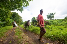 Brett Wood carries his board past a local Samoan man with horse and harvest on the track to Boulders near Salani, Samoa. 