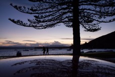 Reflection of a tree at sunset at Tauranga Harbour, Mount Maunganui, New Zealand. 