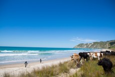 Steers watch surfers paddle out at a beach near Gisborne, Eastland, New Zealand. 