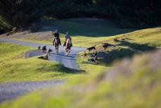 Shepherds Phil McMurray and Angus Fraser head out onto Mt Nicholas Station to move a flock of merino whethers, Mt Nicholas Station, Lake Wakatipu, New Zealand. 