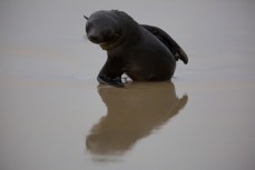 A seal pup relaxes on the beach at Blackhead Beach, Dunedin, New Zealand. 