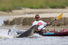 A New Zealand sea lion (Phocarctos hookeri) gives chase to Steve and his kayak for fun in the estuary at Purakaunui Bay in the Catlins, New Zealand. 