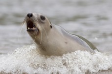 A New Zealand sea lion (Phocarctos hookeri) gives chase to beachgoers in the estuary at Purakaunui Bay in the Catlins, New Zealand. 