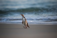 A yellow-eyed penguin (Megadyptes antipodes) or hoiho arrives home for the night at Boulder Beach, Dunedin, New Zealand. 