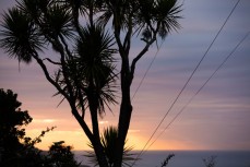 Sunrise through the Cabbage Tree, St Clair, Dunedin, New Zealand. 