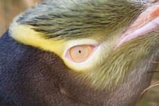 Yellow-eyed penguin on Otago Peninsula, Dunedin, New Zealand. 