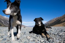 Working dogs take a break on the riverbank at Glen Lyon Station, Lake Ohau, South Canterbury, New Zealand. 