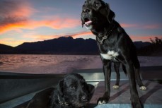 Bess (top) and Paddy ride the Cecil Peak boat to the start of the Autumn muster of the lake face at Cecil Peak Station, Queenstown, Central Otago, New Zealand. 