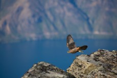 A New Zealand falcon (karearea), Falco novaeseelandiae, takes flight during the Autumn muster of the lake face at Cecil Peak Station, Queenstown, Central Otago, New Zealand. 