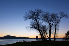 Trees illuminated by the autumn dusk at Lake Rotorua, Rotorua, New Zealand. 