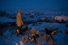Fergus McLean and his team of dogs push a mob of merino back to the station flats as snow descends on Flockhill Station, Canterbury, New Zealand. 