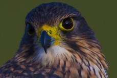 New Zealand Falcon watches huge waves at Papatowai from the safety of farmland in the Catlins, New Zealand. 