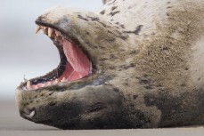 A small leopard seal (Hydrurga leptonyx) rests, stretches and digests a meal at Warrington Beach, Dunedin, New Zealand. 