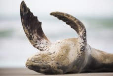 A small leopard seal (Hydrurga leptonyx) rests, stretches and digests a meal at Warrington Beach, Dunedin, New Zealand. 