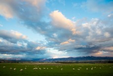 Sheep graze under threatening skies near Wanaka, New Zealand. 