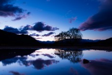 Willow trees reflected in still water at Wanaka, New Zealand. 