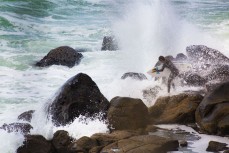 A surfer girl takes on the infamous jump rock at Manu Bay, Raglan, New Zealand. 