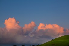 Cumulus clouds turn pink at dusk, Raglan, New Zealand. 
