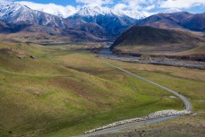 Merino sheep are moved down the lane at Muller Station, Marlborough, New Zealand. 