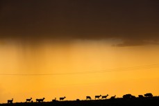 Deer walk along a paddock ridge at dusk during a trip to Ruapehu, Ruapehu, New Zealand.