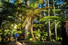Glenn Cullen and Dave Donaldson ride Whakarewarewa Forest during a Rotorua mountain biking trip, Rotorua, New Zealand.