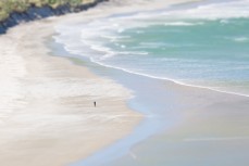 A surfer is dwarfed by a remote beach on Otago Peninsula, Dunedin, New Zealand. 