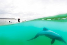 Kirsty Eade surfs with Hector's dolphins at Curio Bay in the Catlins, Southland, New Zealand. 