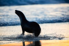 A frisky sealion chases swimmers from the water on a summer evening at St Kilda Beach, Dunedin, New Zealand. 