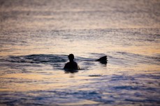 A swimmer encounters a playful sealion during an evening swim at St Kilda Beach, Dunedin, New Zealand. 