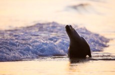 A frisky sealion chases swimmers from the water on a summer evening at St Kilda Beach, Dunedin, New Zealand. 