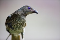 A bower bird on the hunt for blue items at Pebbly Beach in Murramurang National Park on the South Coast of NSW, Australia. 