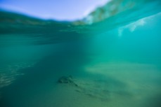 An eagle ray swims beneath a wave at Dee Why Beach on the Northern Beaches of Sydney, NSW, Australia. 